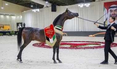"فهيدة" تستعرض جمالها في البطولة الوطنية لجمعية الإمارات للخيول العربية