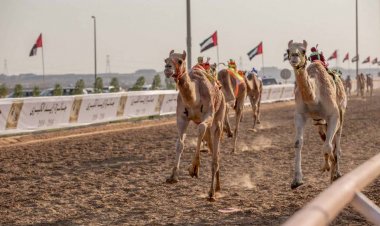 انطلاق موسم الهجن غداً بالسباقات التمهيدية