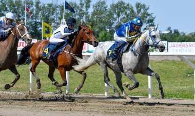 7 خيول تتنافس على كأس الوثبة بالسويد غدا