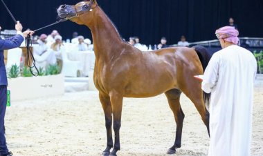 تحقيق "ضيء السكب" لأعلى معدل في" المرابط الخاصة" للخيول العربية