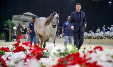 المهرة "ديمة" تحقق أعلى معدل في بطولة الإمارات لمربي الخيول